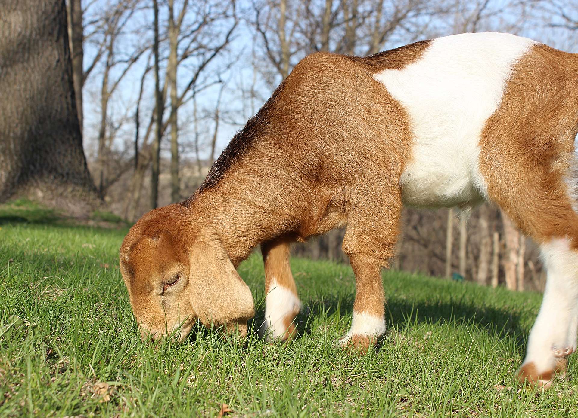 Hoof It Goat Treks | Enjoy Illinois