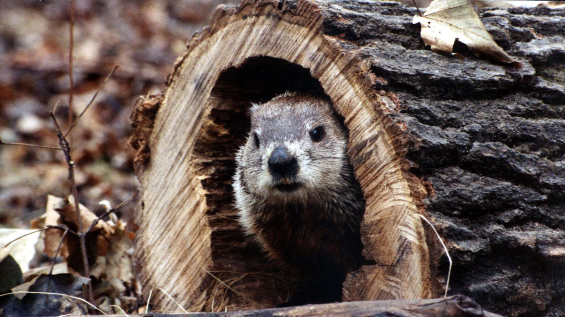 Willowbrook Wildlife Center - Glen Ellyn Enjoy Illinois